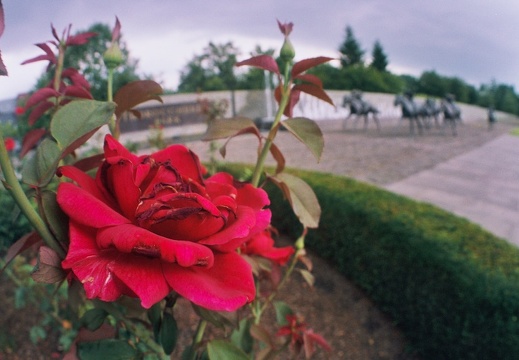 Lexington in early summer